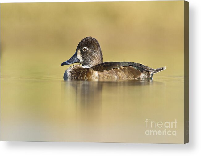 Duck Acrylic Print featuring the photograph Female Ring necked duck by Bryan Keil