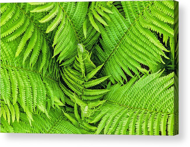 Fern Acrylic Print featuring the photograph Ferns Below by Gary Slawsky