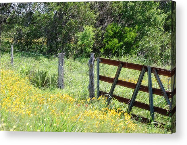 Fence Acrylic Print featuring the photograph Field of Flowers 4 by Leticia Latocki