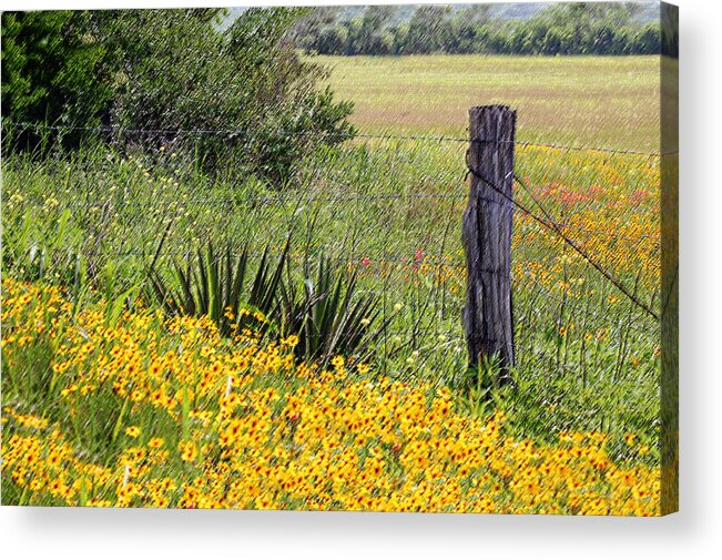Fence Acrylic Print featuring the photograph Field of Flowers by Leticia Latocki
