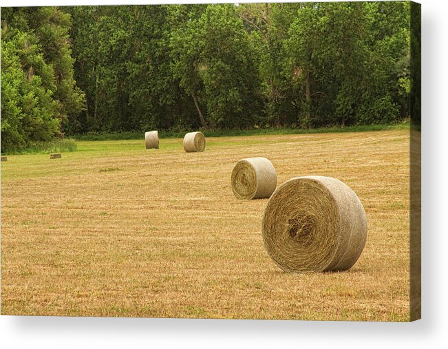 Hay Acrylic Print featuring the photograph Field of Freshly Baled Round Hay Bales by James BO Insogna