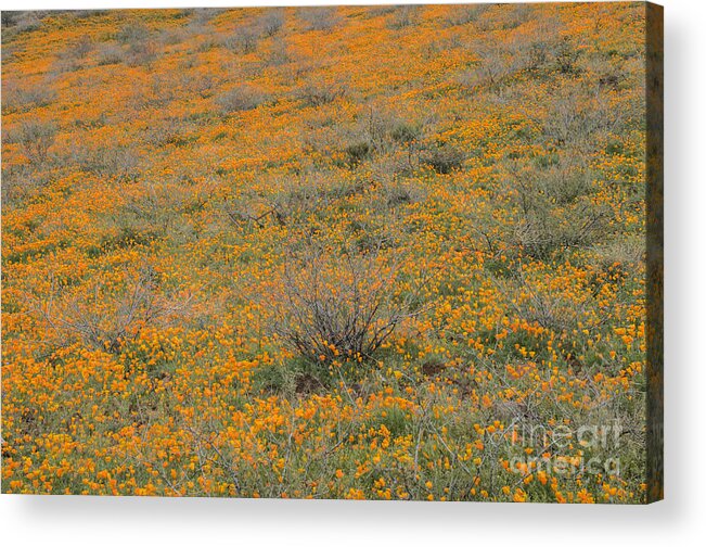 Poppies Acrylic Print featuring the photograph Field of Poppies by Tamara Becker