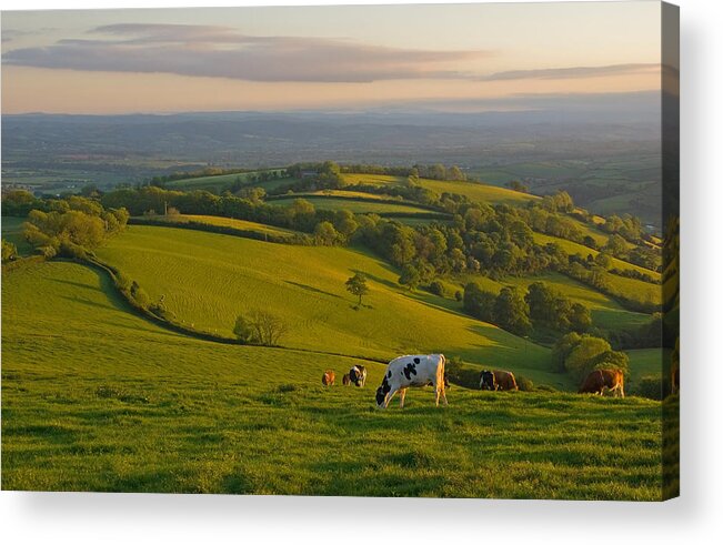 Silverton Devon Bucolic Acrylic Print featuring the photograph Fields and Cows in Devon by Pete Hemington