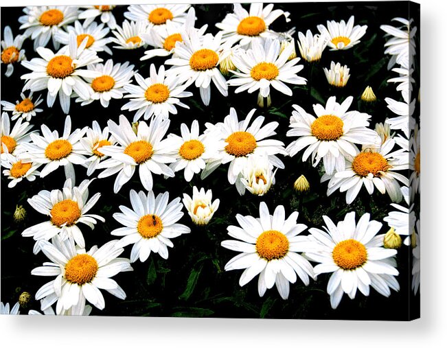 Patch Of Daisies Acrylic Print featuring the photograph Fields Of Daisies by Pat Cook