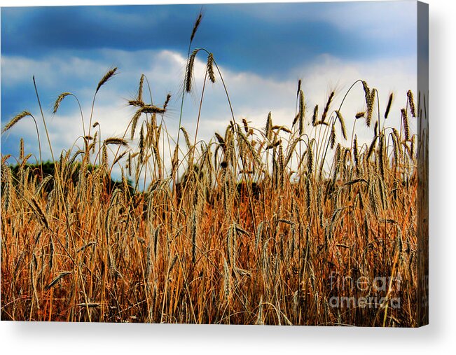 Fields Of Gold Acrylic Print featuring the photograph Fields Of Gold by Mariola Bitner