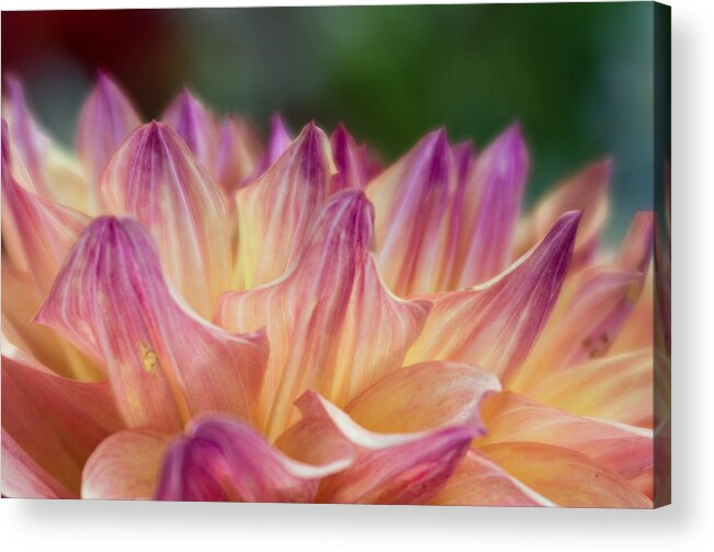 Flower Acrylic Print featuring the photograph Fields of Petals by Greg Nyquist