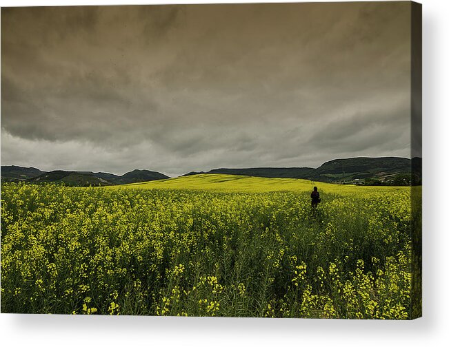 Tranquility Acrylic Print featuring the photograph Fields Of Rape by My Way