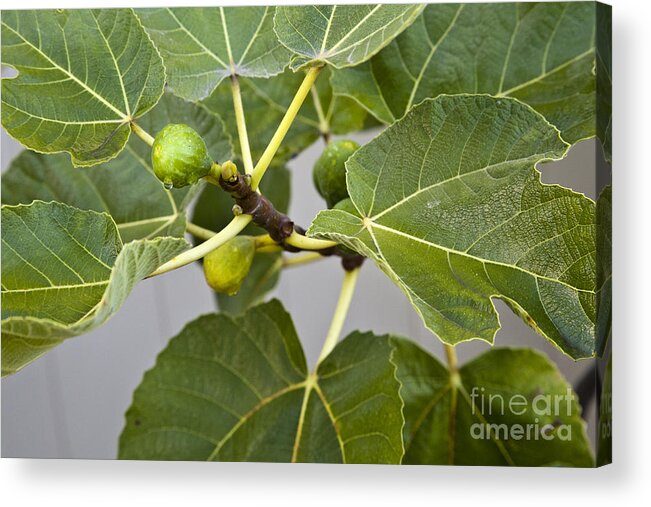 Fig Acrylic Print featuring the photograph Figalicious by David Millenheft