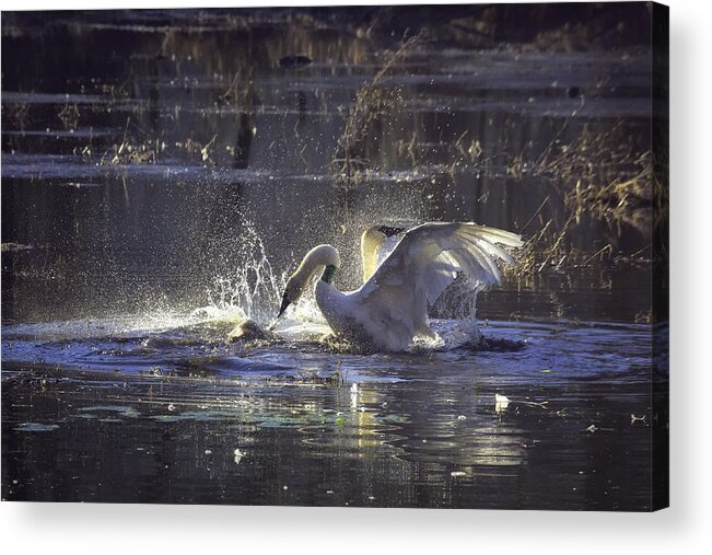 Trumpeter Swans Acrylic Print featuring the photograph Fighting Swans Boxley Mill Pond by Michael Dougherty