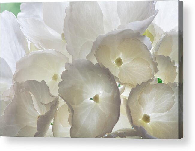 Hydrangea Acrylic Print featuring the photograph Filtered Light by Shirley Mitchell