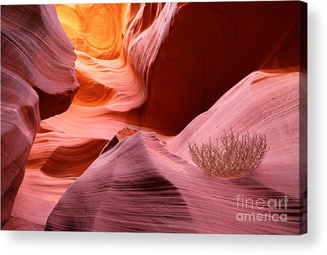 Tumble Weed Acrylic Print featuring the photograph Final Stop by Bill Singleton