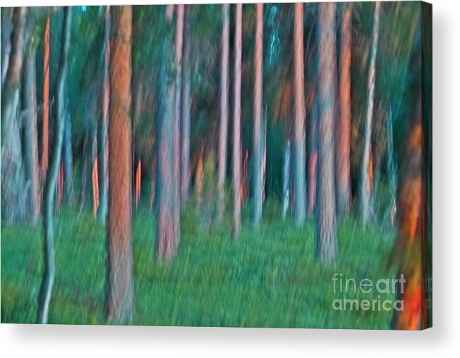 Nature Acrylic Print featuring the photograph Finland Forest by Heiko Koehrer-Wagner