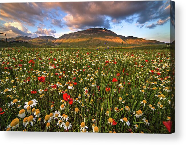 Tranquility Acrylic Print featuring the photograph Fioritura by Manuelo Bececco Global Nature Photographer