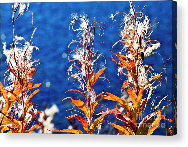 Fireweed Acrylic Print featuring the photograph Fireweed flower by Heiko Koehrer-Wagner
