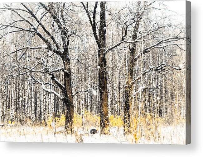 Snow Acrylic Print featuring the photograph First Snow. Tree Brothers by Jenny Rainbow