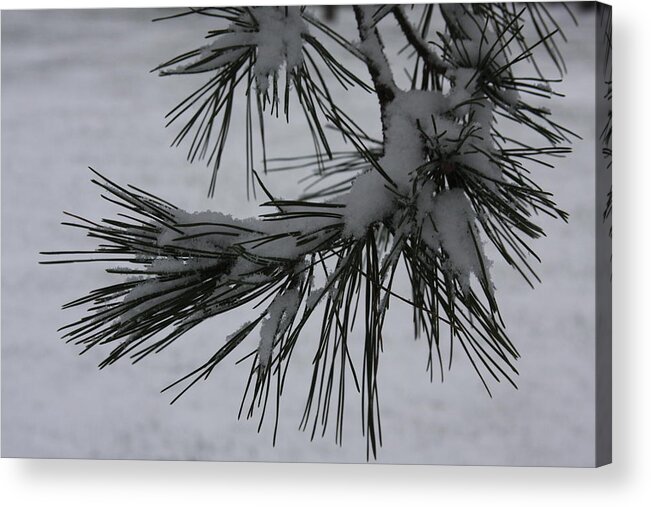 Snow Acrylic Print featuring the photograph First Snow by Vadim Levin