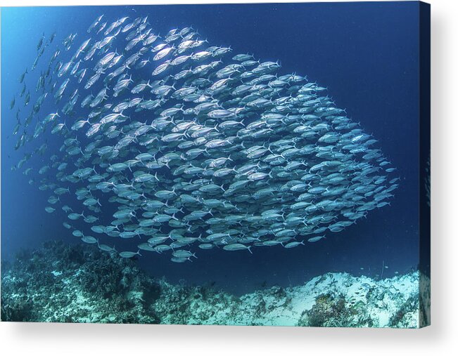 Underwater Acrylic Print featuring the photograph Fish School by Paul Cowell Photography