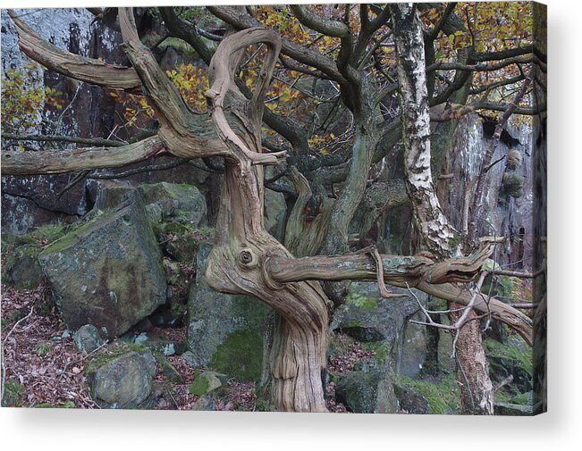 Rural Landscape Acrylic Print featuring the photograph Fish tree Gardams by Jerry Daniel