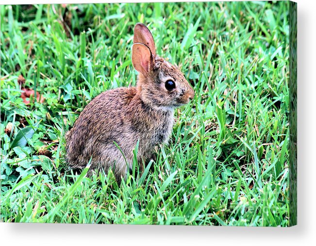 Rabbit Acrylic Print featuring the photograph Fiver by Stan Reckard