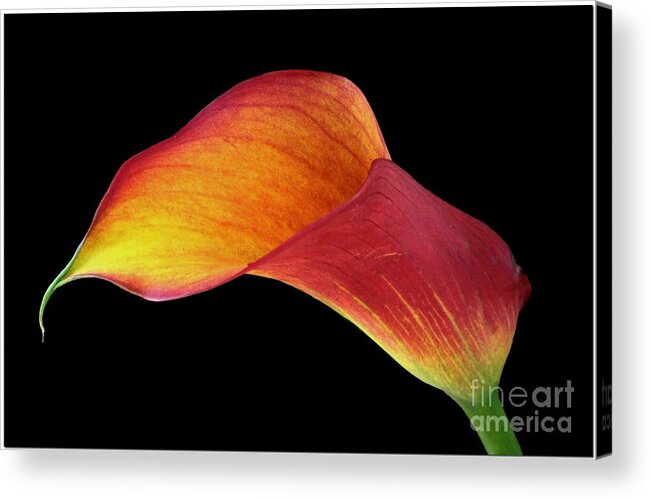 Calla Lily Acrylic Print featuring the photograph Flaming Calla by Chris Anderson
