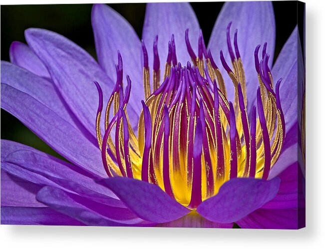 Waterlily Acrylic Print featuring the photograph Flaming Heart by Susan Candelario