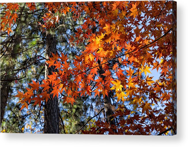 Japanese Acrylic Print featuring the photograph Flaming Maple Beneath the Pines by Kathleen Bishop