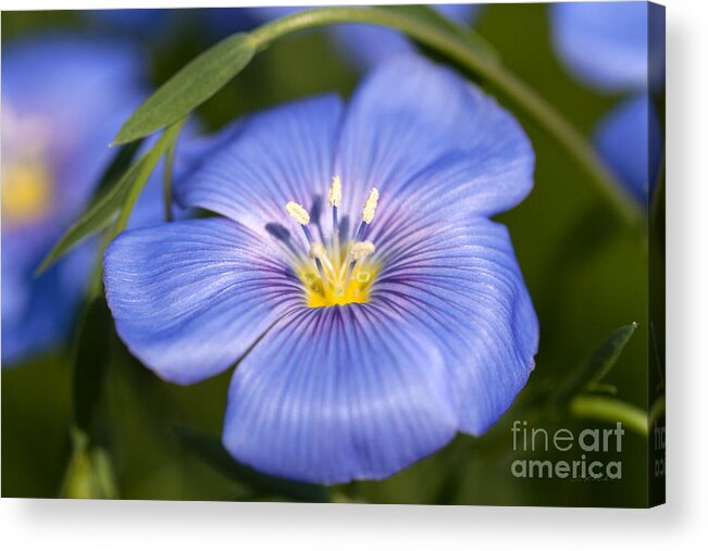 Flax Flower Acrylic Print featuring the photograph Flax Flower by Iris Richardson