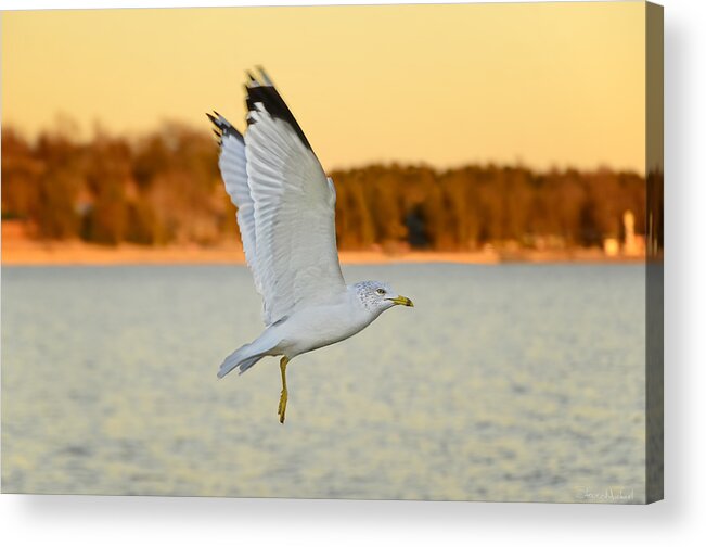 Seagull Acrylic Print featuring the photograph Flight at Sunset by Steven Michael