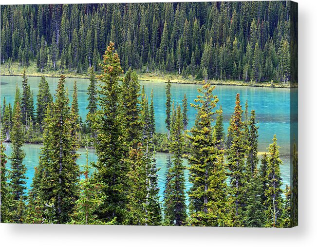 Banff Acrylic Print featuring the photograph Floating Forest by Yue Wang