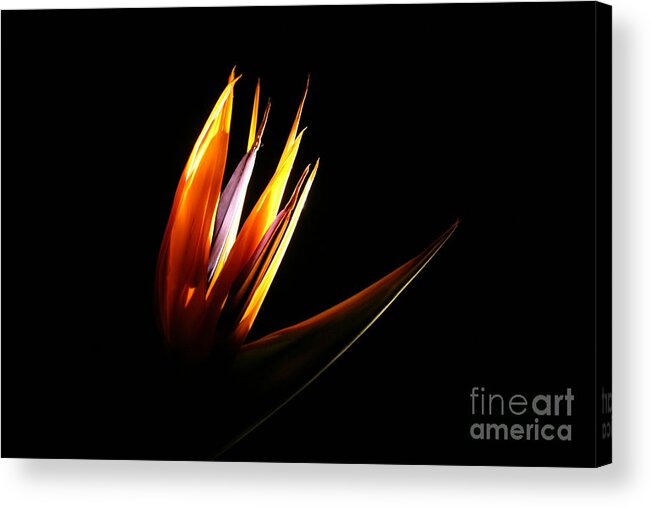 Photography Acrylic Print featuring the photograph Flor Encendida Detalle by Francisco Pulido