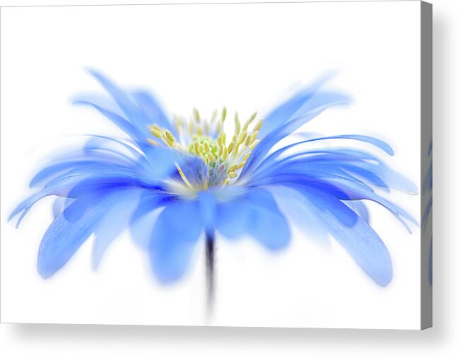 Anemone Acrylic Print featuring the photograph Floral Fountain by Jacky Parker