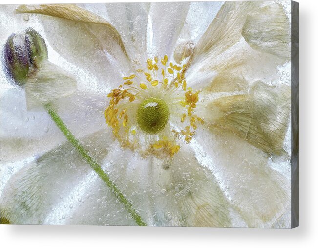 Ice Acrylic Print featuring the photograph Floral Freeze by Mandy Disher