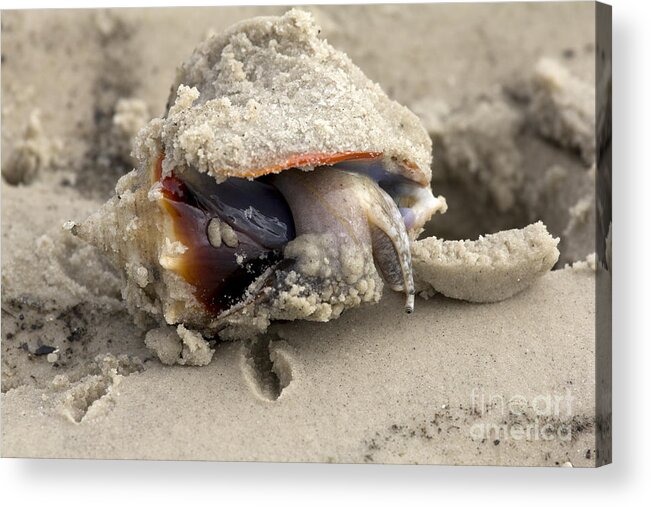 Fighting Conch Acrylic Print featuring the photograph Florida Fighting Conch by Meg Rousher