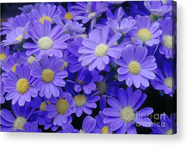 Cineraria Hybrid Acrylic Print featuring the photograph Florists Cineraria Hybrid by Geoff Bryant