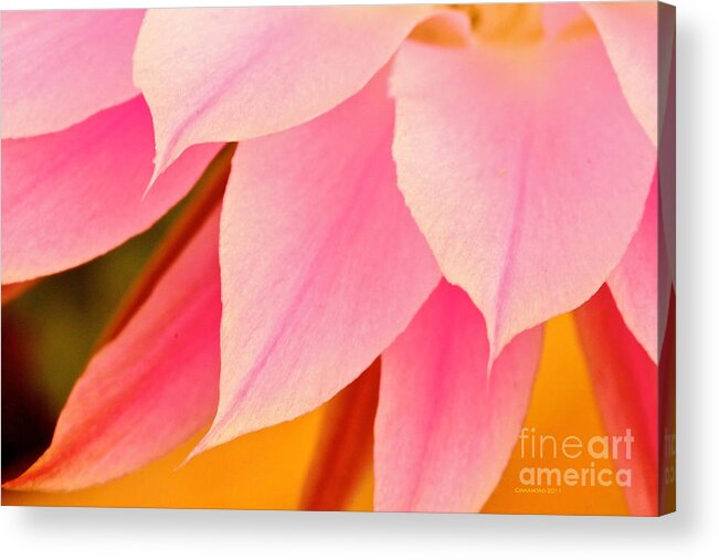 Flower Acrylic Print featuring the photograph Flower Feathers by Michael Cinnamond