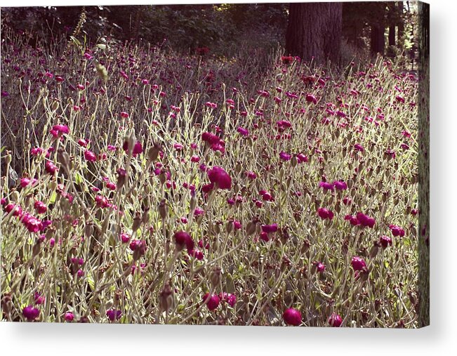 Flowers Acrylic Print featuring the photograph Flower Field by Alma Yamazaki