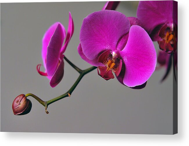 Orchid Acrylic Print featuring the photograph Flower of Love by Dragan Kudjerski