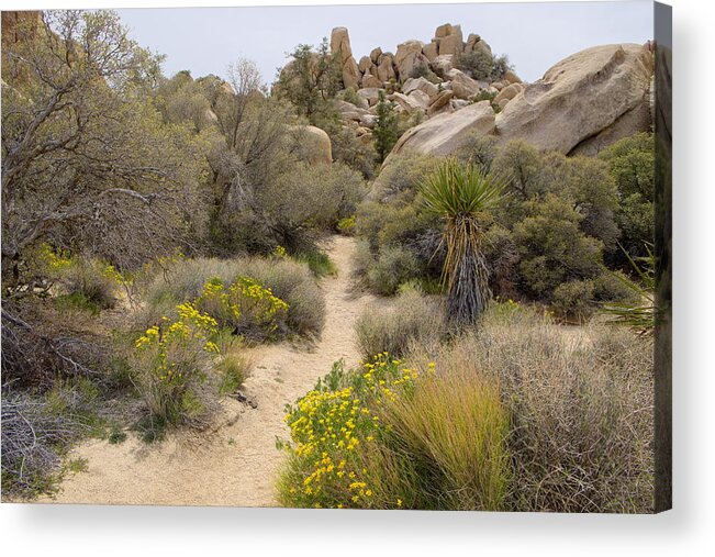 Ca Acrylic Print featuring the photograph Flowers Along the Path by Lucinda Walter