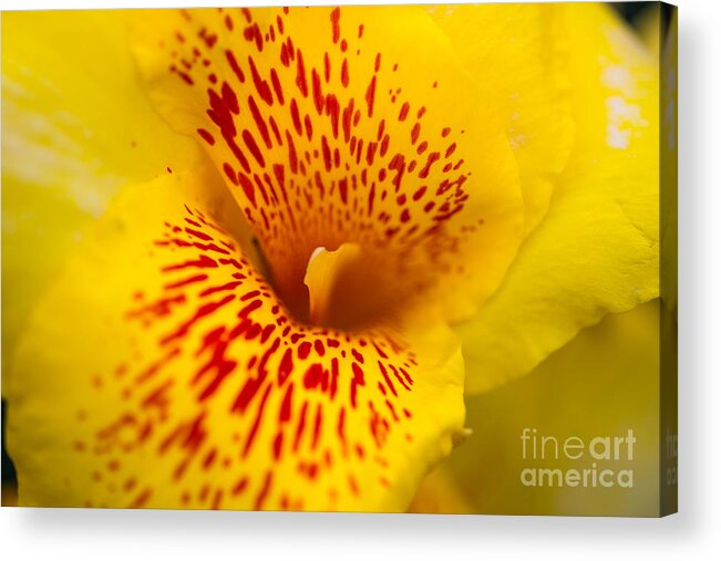 Yellow Flower Acrylic Print featuring the photograph Flowers by Mina Isaac