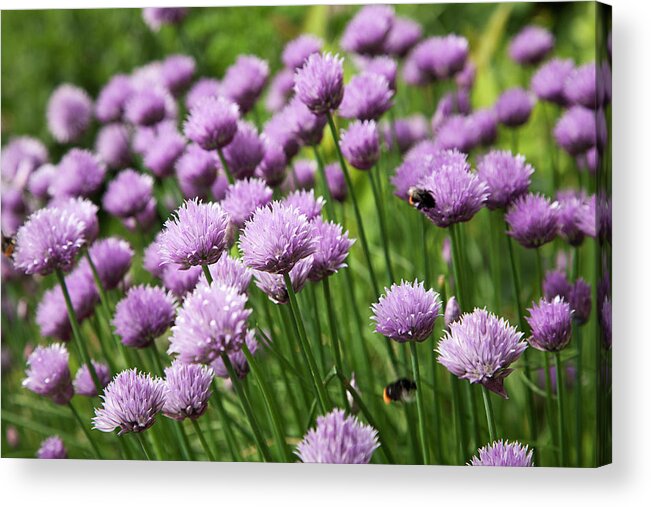 Purple Acrylic Print featuring the photograph Flowers Of Chives by Roel Meijer