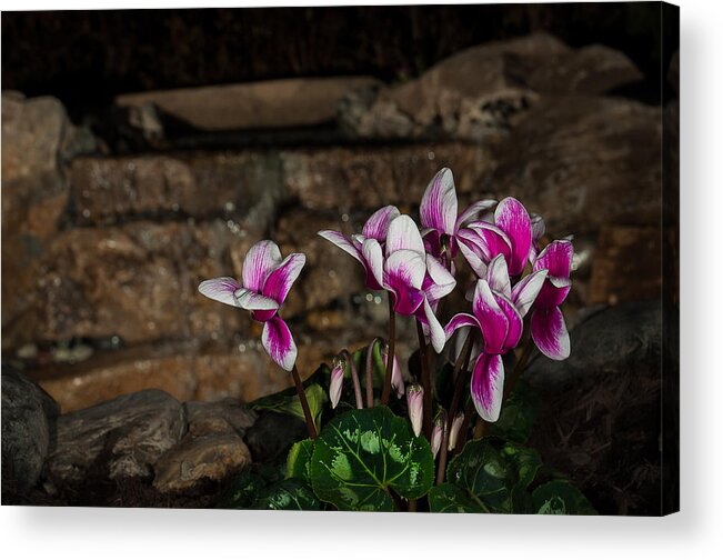 Iris Acrylic Print featuring the photograph Flowers With Waterfall Backdrop by Len Romanick