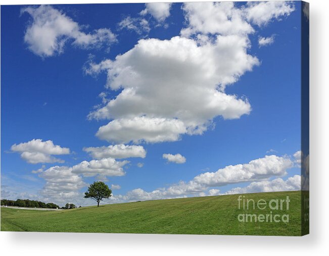 Fluffy Cumulus Clouds In A Blue Sky Epsom Downs Surrey England Uk Lone Tree British English Landscape Countryside Dramatic Scene Scenic Acrylic Print featuring the photograph Fluffy clouds over Epsom Downs Surrey by Julia Gavin