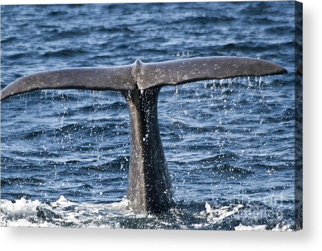 Whale Acrylic Print featuring the photograph Flukes of a Sperm Whale 2 by Heiko Koehrer-Wagner