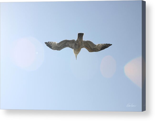 Flying Acrylic Print featuring the photograph Flying Free by Diana Haronis