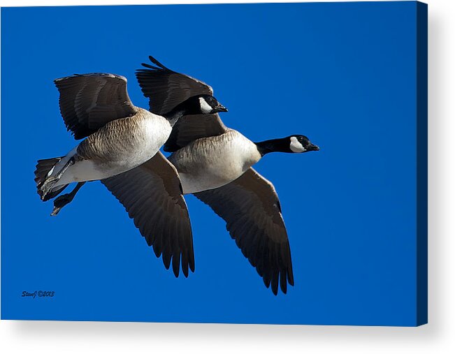 Geese Acrylic Print featuring the photograph Flying Geese by Stephen Johnson