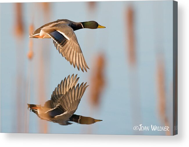 Birds Acrylic Print featuring the photograph Skimming the Pond through Cattails by Joan Wallner