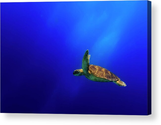 Sea Acrylic Print featuring the photograph Flying by Mato P.