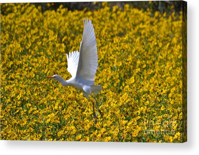 Marsh Marigolds Acrylic Print featuring the photograph Flying Over Fields Of Gold by Carol Bradley