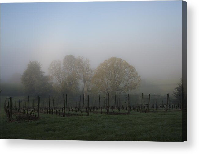 Grape Acrylic Print featuring the photograph Foggy Vineyard Morning by Jean Noren