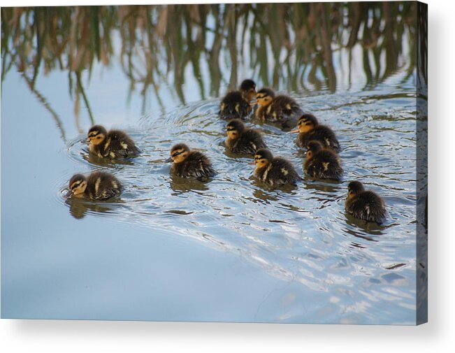 Ducklings Acrylic Print featuring the photograph Follow the leader by Harvey Scothon